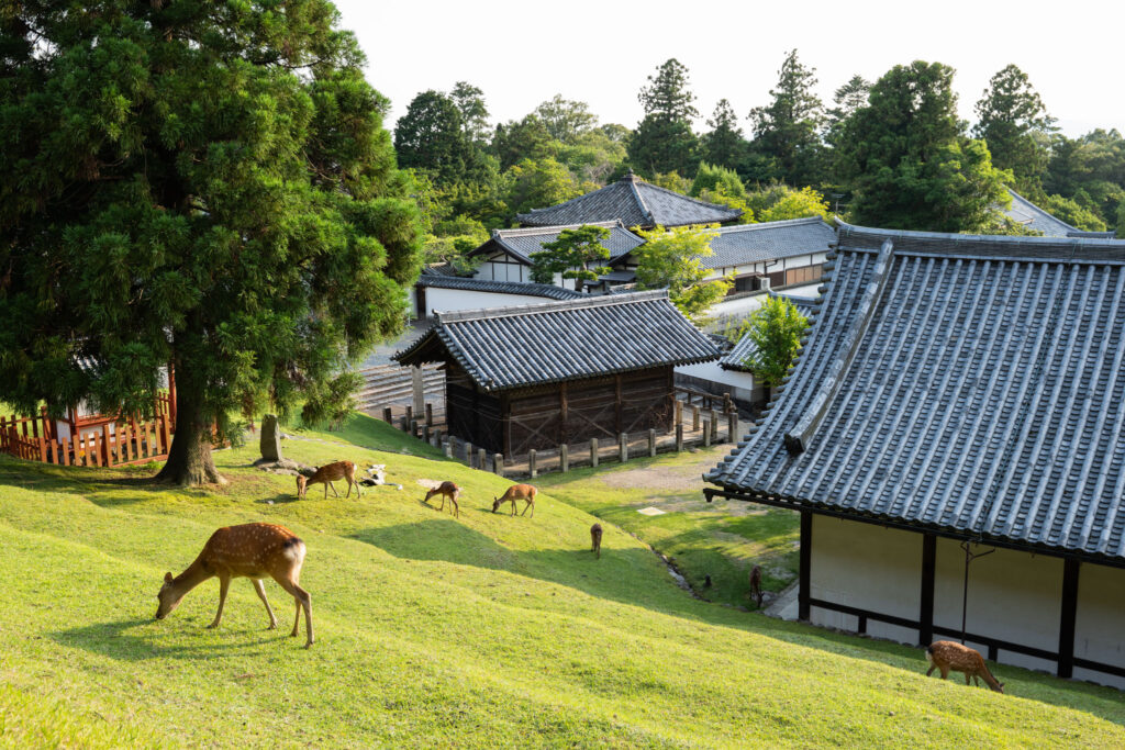 Deer at ancient temples in Nara, Japan